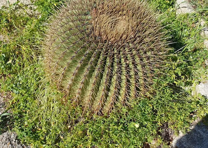 Traditional Dream Myconian Apartment *